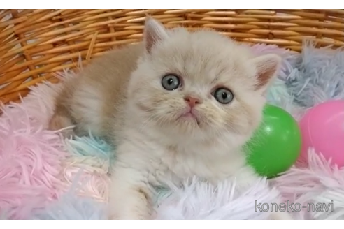 成約済の愛知県のエキゾチックショートヘア-100148の5枚目